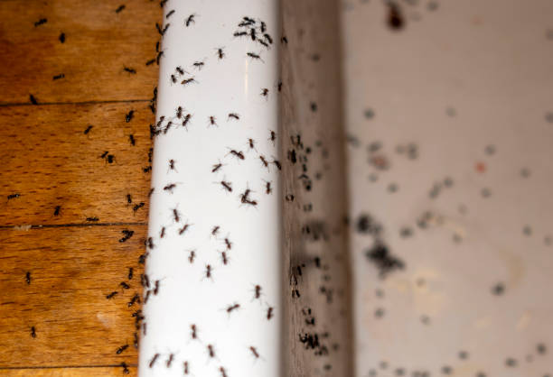Best Termite Control Services  in Latta, OK