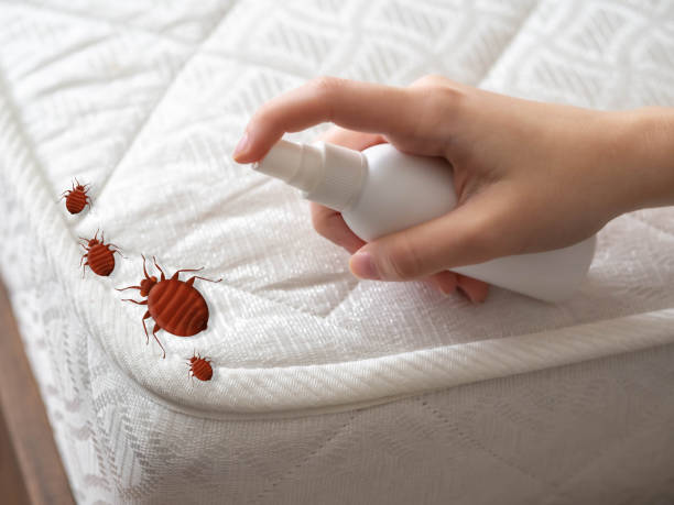 Best Local Pest Control Services  in Latta, OK