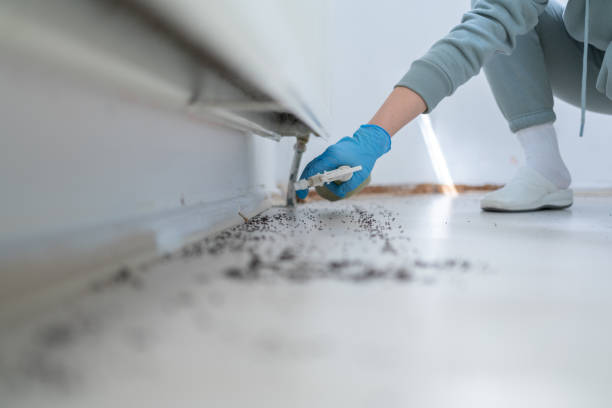 Best Flea Control Services  in Latta, OK
